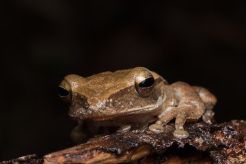 Macro image of  Dark-eared Tree Frog of Borneo Island