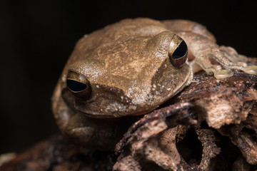 Macro image of  Dark-eared Tree Frog of Borneo Island