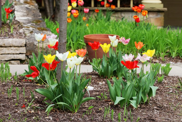 Beautiful spring time nature background with tulips. Scenic view with bright colorful tulips on a front yard of private house. Seasonal house outdoor decoration. 