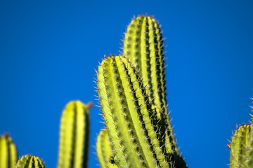 cactus in front of blue sky