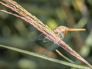 Les libellules de Camargue © Sylvain TANGUY