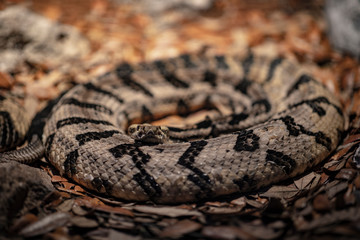 snake coiled looking