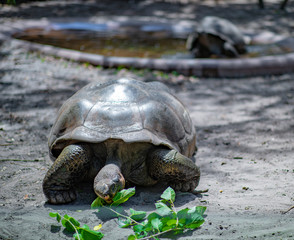 tortle eating green leafs