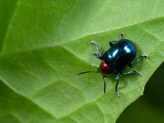 Macro Photo of Colorful Beetle on Green Leaf