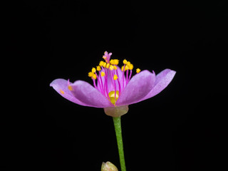 Macro Photo of Tiny Purple Flower with Yellow Pollen Isolated on Black Background, Selective Focus