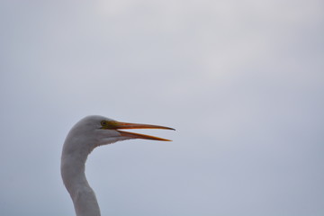 Garza Heron