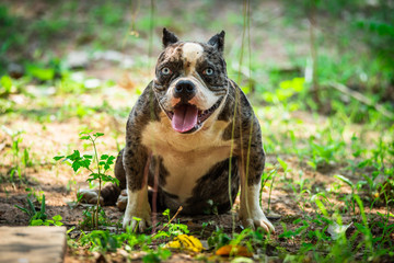 A English bulldog on daily activities in a day with nature lifestyle. 