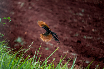 Pheasant in flight