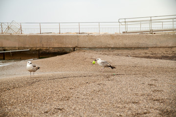 Obraz premium Goélands bruns, une balle de tennis au bec 1