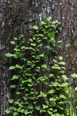 Tree background leaf