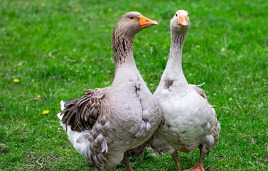 Geese in the grass. Domestic bird. Flock of geese. White geese