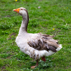 Geese in the grass. Domestic bird. Flock of geese. White geese