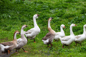 Geese in the grass. Domestic bird. Flock of geese. White geese