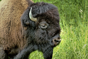 Single Alberta buffalo from Elk Island National Park in Edmonton, Alberta Canada, with a face...