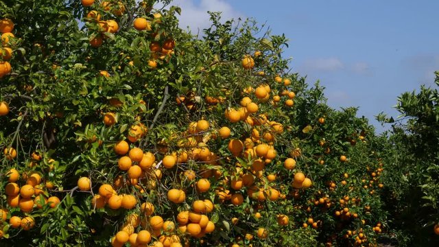 The camera drives past an orange grove in Spain with blue sky and sunshine.