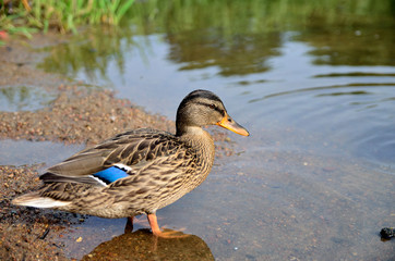 Close photo of a duck on the shore of a lake or river. The duck is located on the bottom left of the photo.