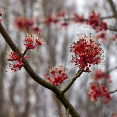An image of a blooming tree.