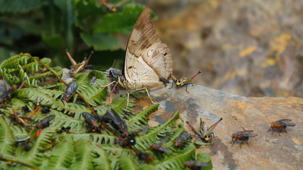 Insects butterflies in the wild, close-up, beauty of wildlife