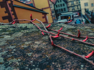 Rote Knospen an Zweigen  auf einer mittelalterlichen Mauer. Natur und Bl&uuml;tezeit im Fr&uuml;hling. Das Bokeh eines Dorfes im Hintergrund