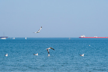seagull