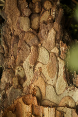 macro photo of pine bark wood texture from the inside in the green