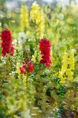 Spring floral meadow colorful flowers and light on nature amazing background. Festive flower concept.