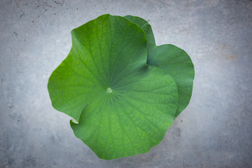 Lotus leaf on cement floor