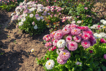 Daisy flowers on flower bed