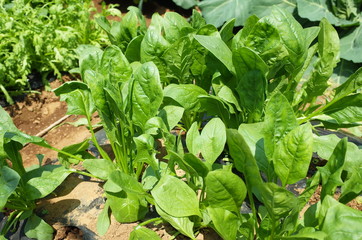 畑のほうれん草