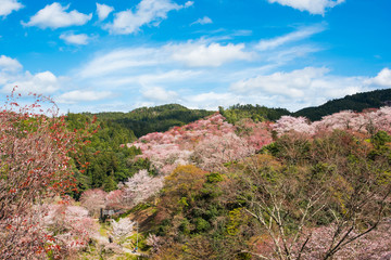 Yoshino Yama is a sacred site of 