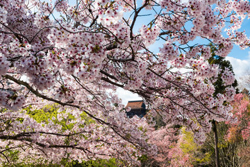 Yoshino Yama is a sacred site of 