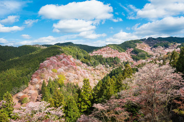 Yoshino Yama is a sacred site of 