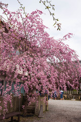 Yoshino Yama is a sacred site of 