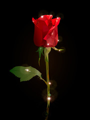 Obraz premium Precious flower