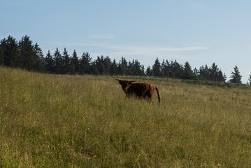 Grazing Highland cow on green grass mountain meadow. The concept of ecological tourism.