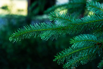 Drops of dew on a spruce branch. Fresh outdoor nature background. Forest landscape at sunrise.