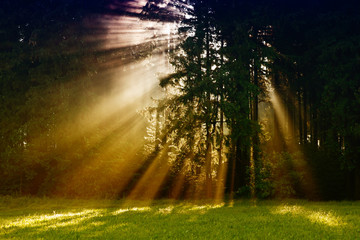 Fototapeta na wymiar Black Forest in Germany. Morning sun shines through the golden foggy woods. Magical summer morning time. Romantic background. Sunrays before sunrise. Dreamy travel background.