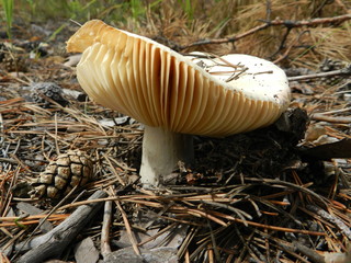  beautiful mushroom