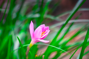 Flor rosada y un suave viento