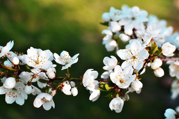 Cherry blossom branch close up, white sakura flowers. Spring season, romantic picture for a greeting card