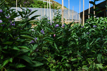 Flowering eggplant culture in a field greenhouse. Asian vegetables farm. Green vegetable garden in Cameron Highlands, Malaysia.