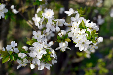 White cherries bloom on a tree in Mogilev, Belarus in spring