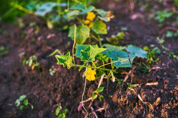 Cucumber plant blossoming yellow grow in the field. Vegetable rows. Agriculture, vegetables, organic agricultural products, agro-industry. Farmlands.