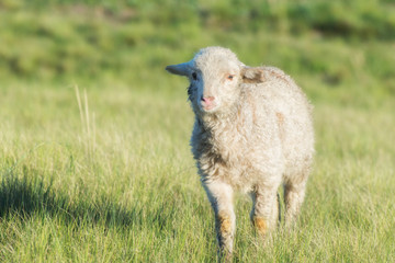 Naklejka premium Small lamb running on a spring meadow.