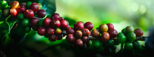 Coffee beans on tree at the mountain in farm northern Thailand.