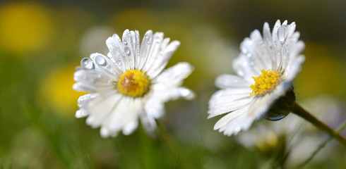 Obraz premium Daisy flowers with dew drops. Soft focus. Spring background.