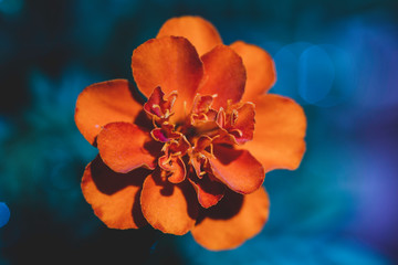 flower on blue background