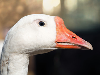 The portrait of a bird. Beautiful white goose
