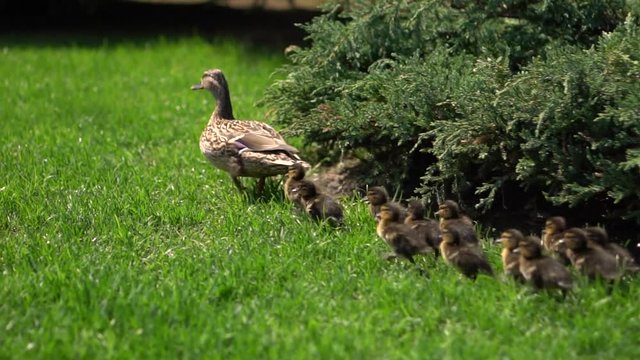 Family of ducks walking on the green grass in the park on a sunny day. Slow motion. Close-up. Flock of birds in nature. Camera follows ducklings