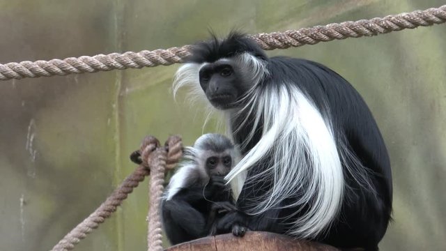 Colobus monkey (Colobus angolensis) mother with baby 